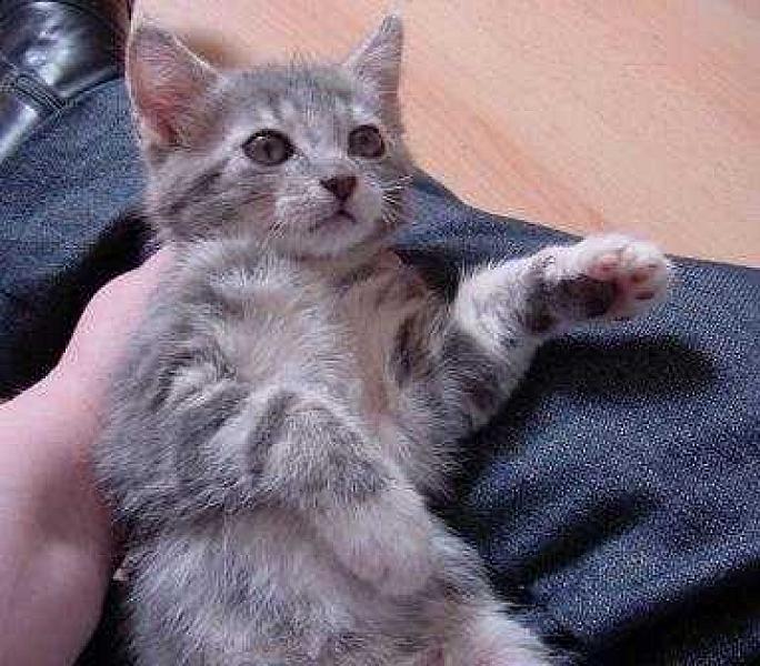 Muis