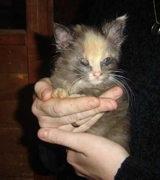 Cleopatra