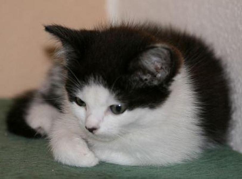 Bijou