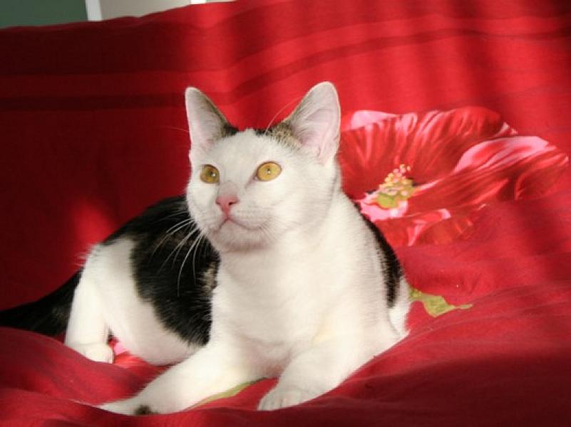 Tristan en Isolde