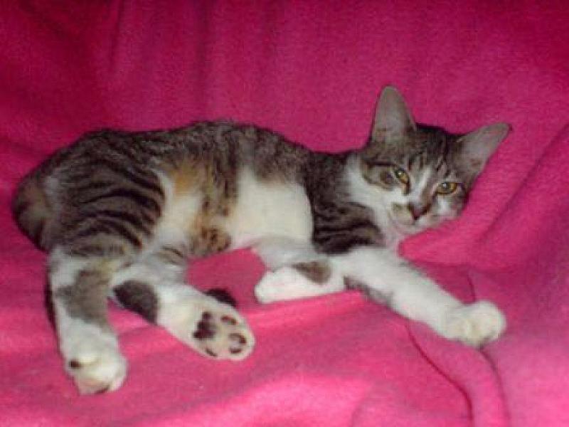 Floris