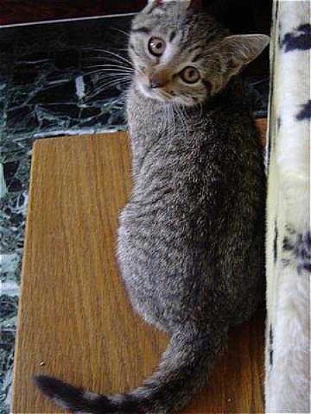 Dobby