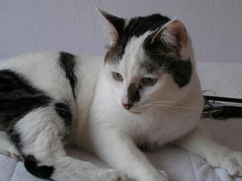Bengel