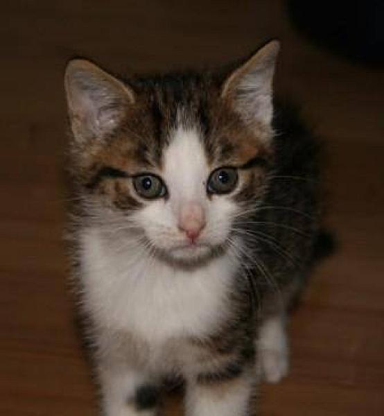 Clyde