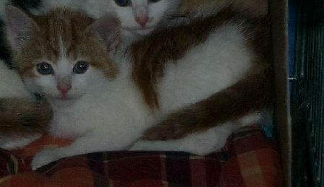 Rhea en Phoebe