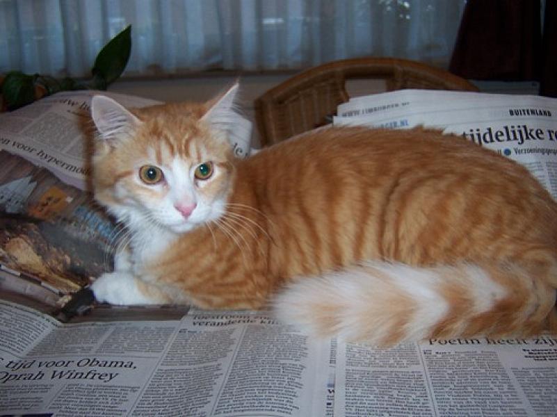 Dinky Toy