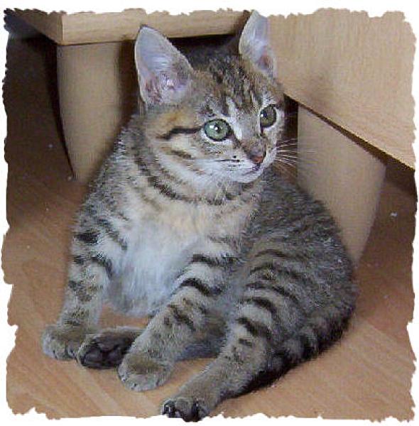 Evi