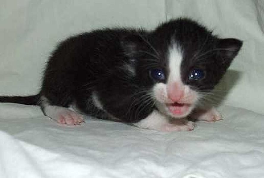 Sylvester