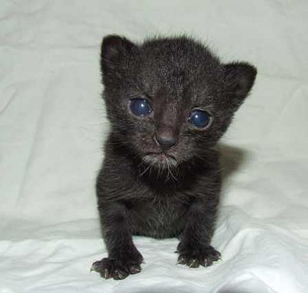 Kitt