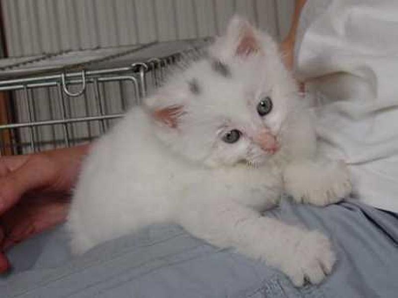 Legolas