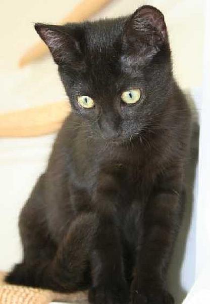 Kitty