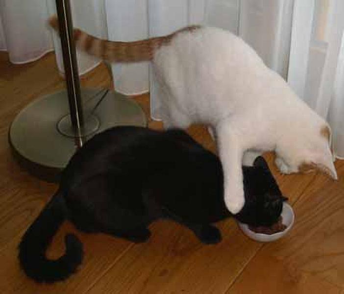 Keesje en Teuntje