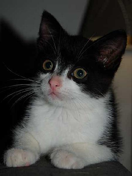 Sylvester