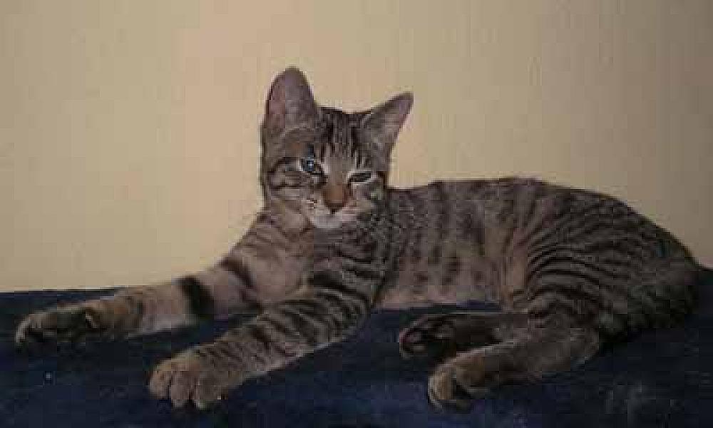 Jingles