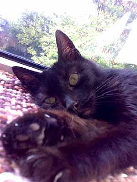 Onyx