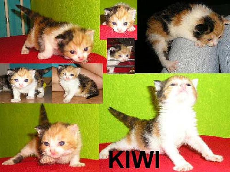 Kiwi