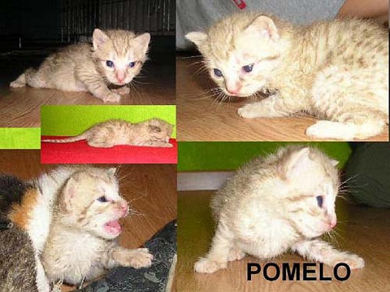 Pomelo