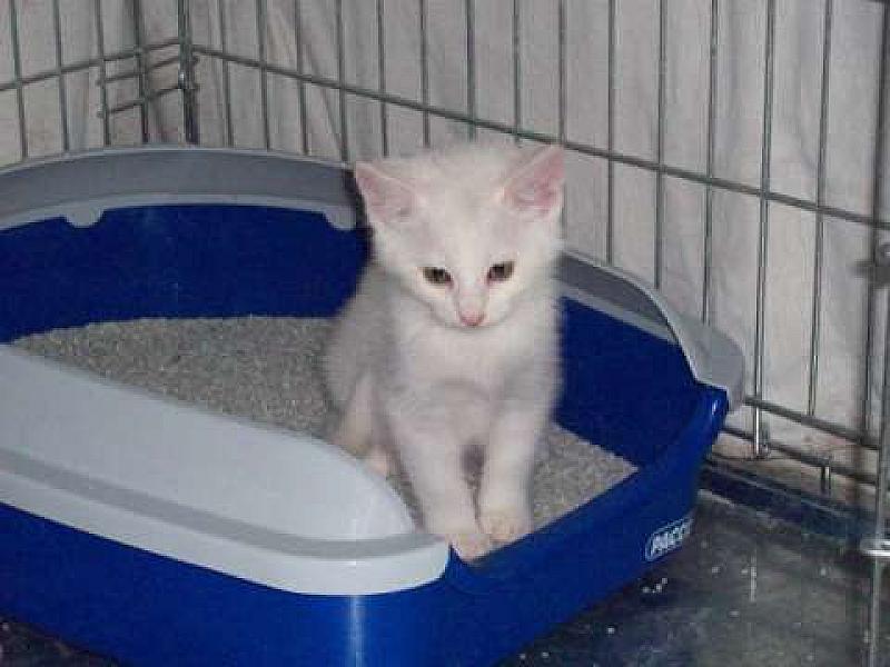 Onze Witte en Chilly