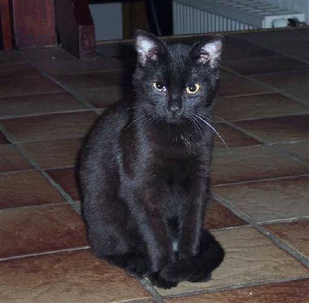 Tobias