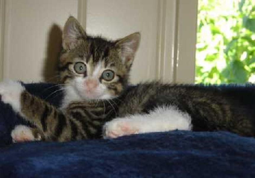 Gizmo en Kleine Witje