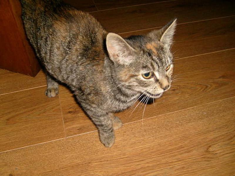 Kenza