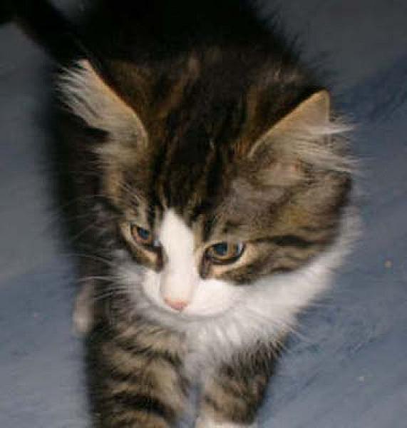 Aslan