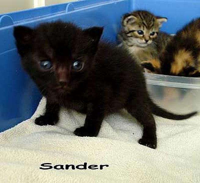 Sander