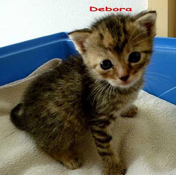 Debora