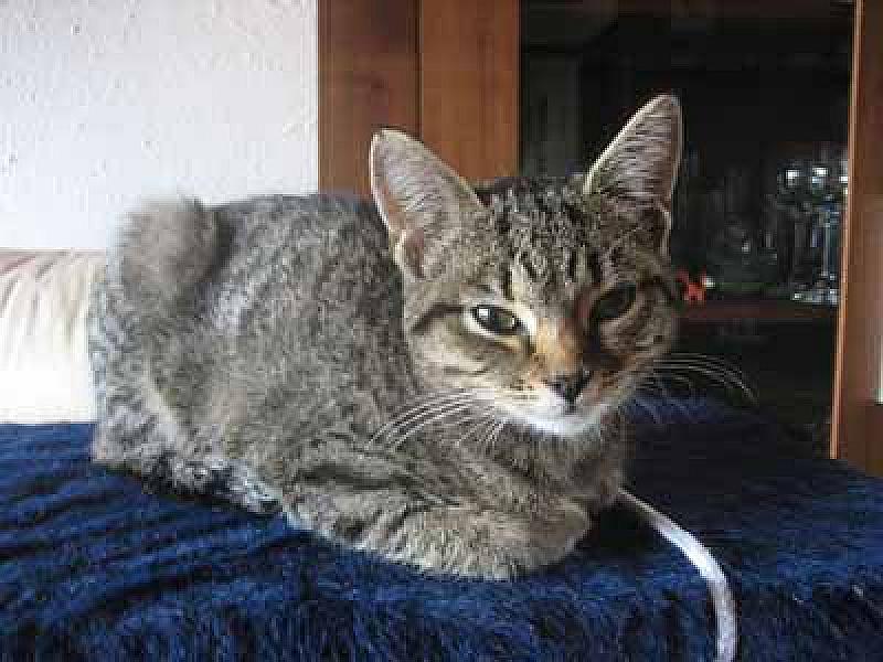 Elisa