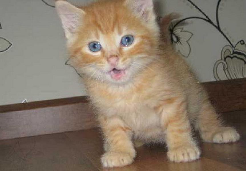 Oliver