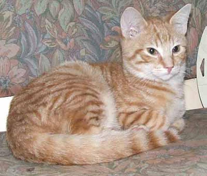 Romeo