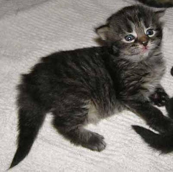 Zorro