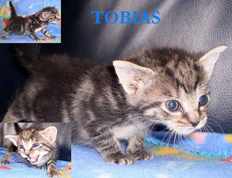 Tobias