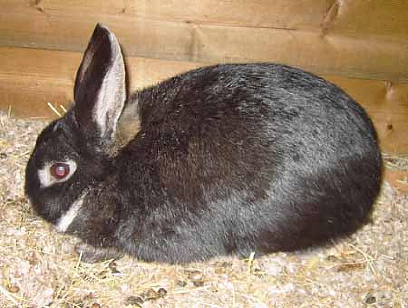 Bunny (konijn)