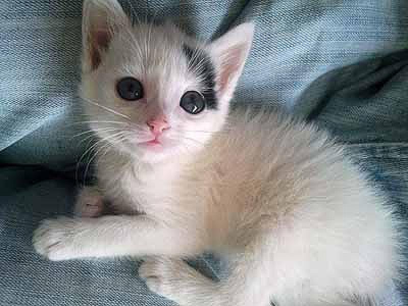 Noor