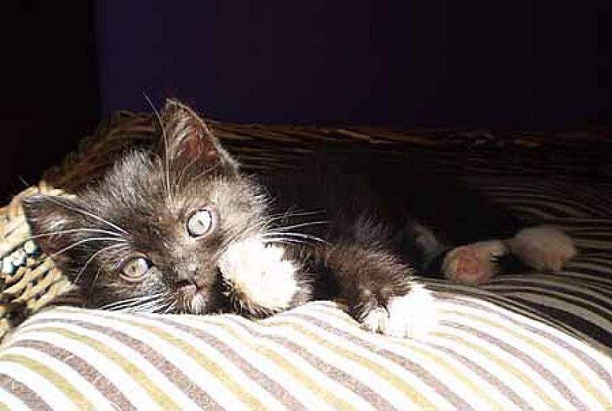 Nermal