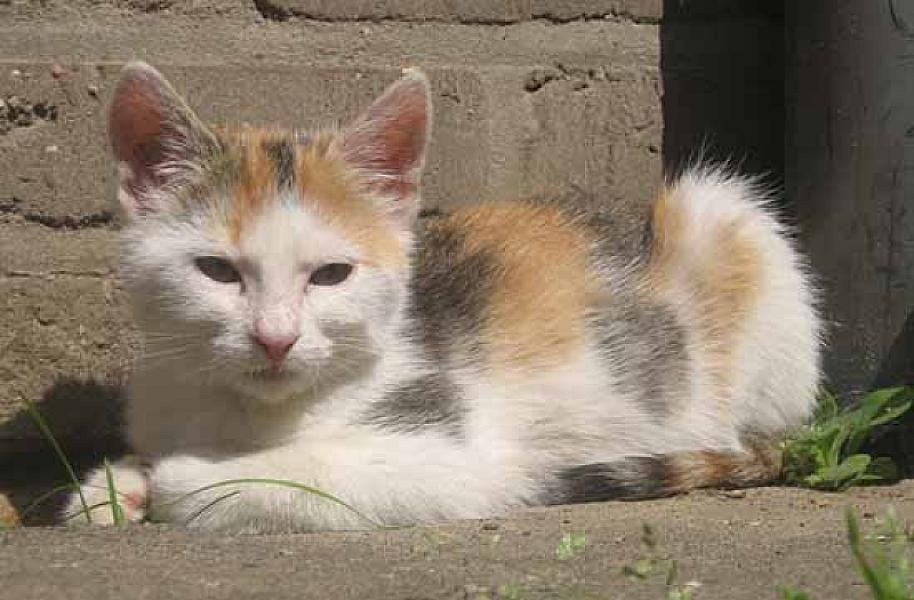 Kiara