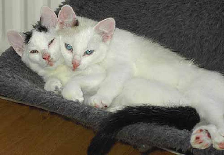 Fluff en Satin