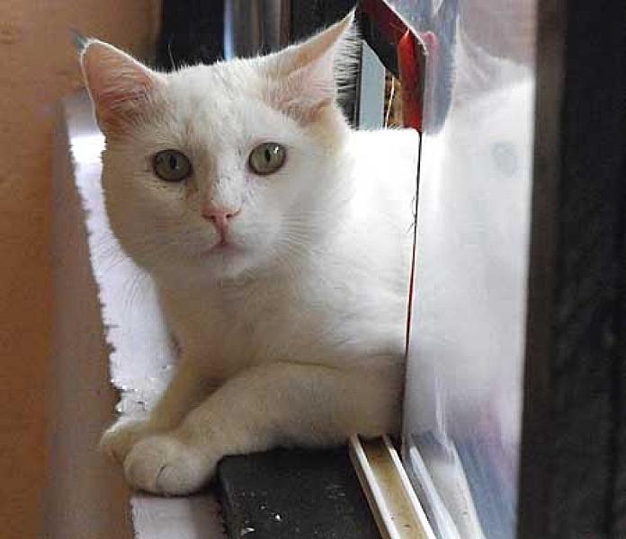 Frodo