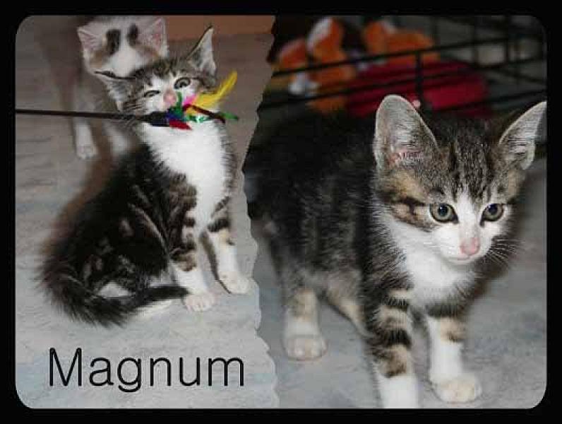 Magnum