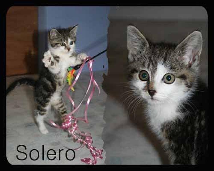 Solero en Calippo