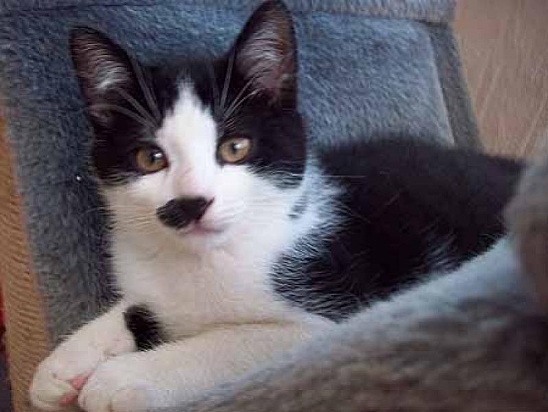 Aramis