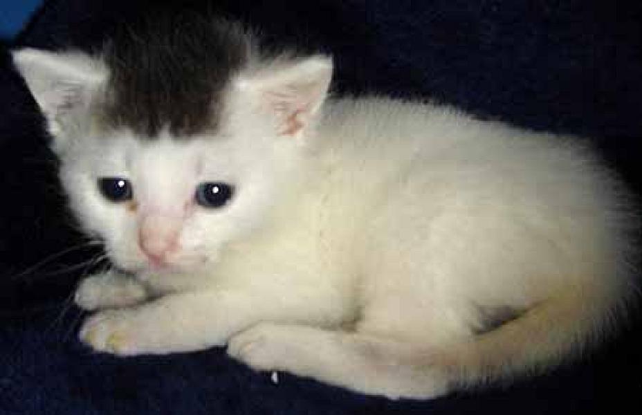 Berlioz