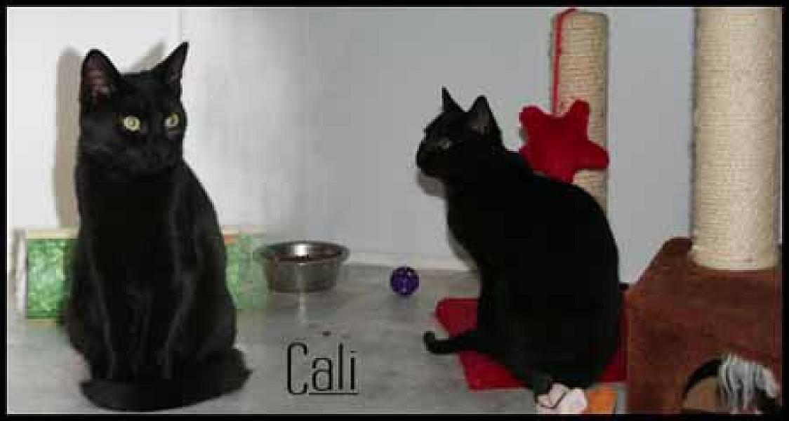 Cali en Bidi