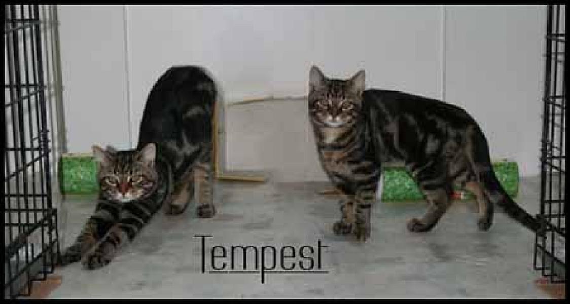 Tempest