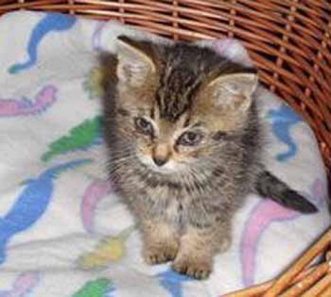 Tigger