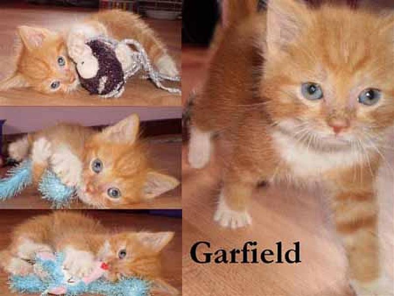 Garfield