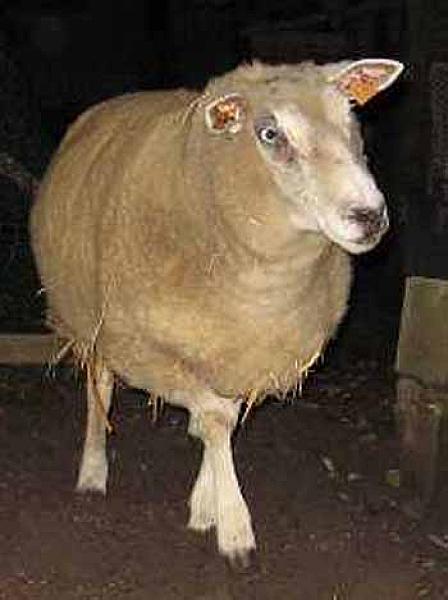 Lilly (schaap)