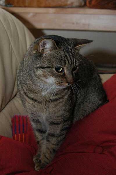 Bengel