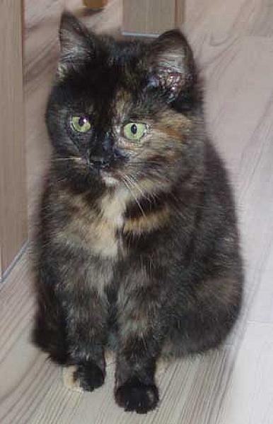 Sofie